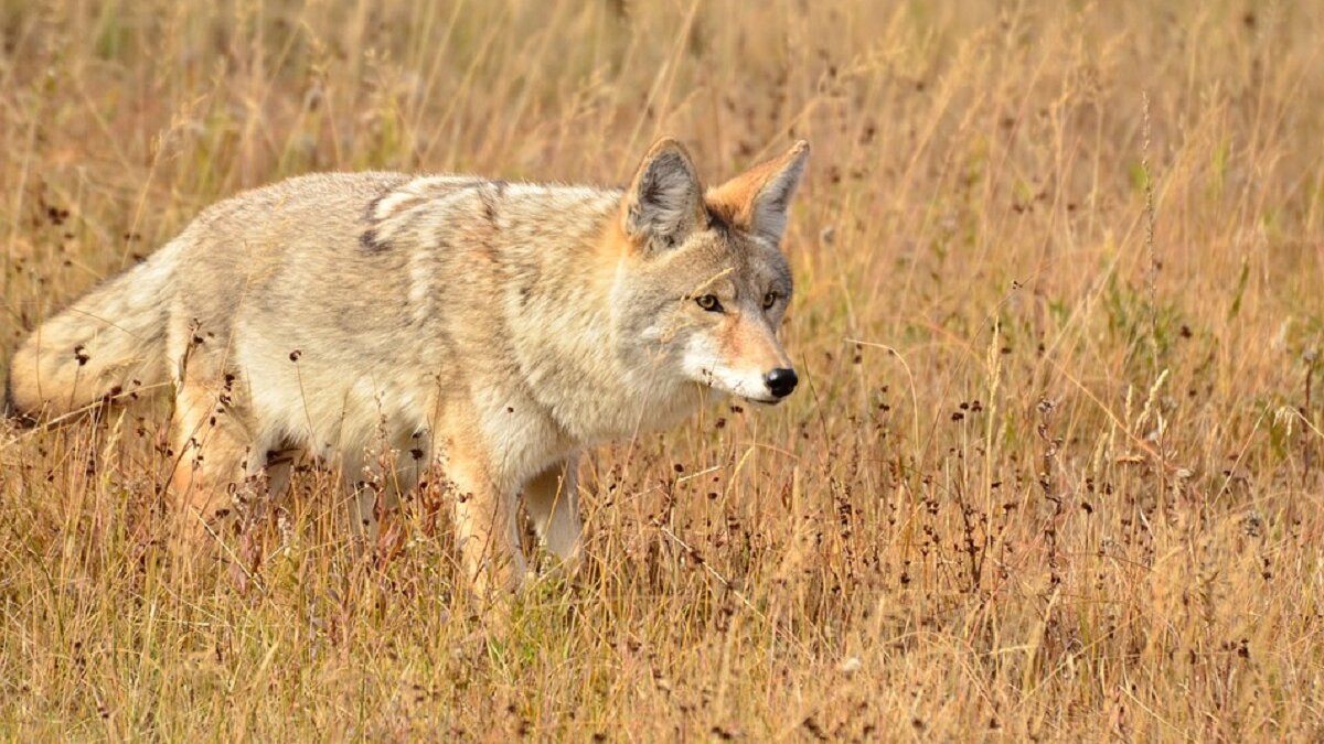 coyote