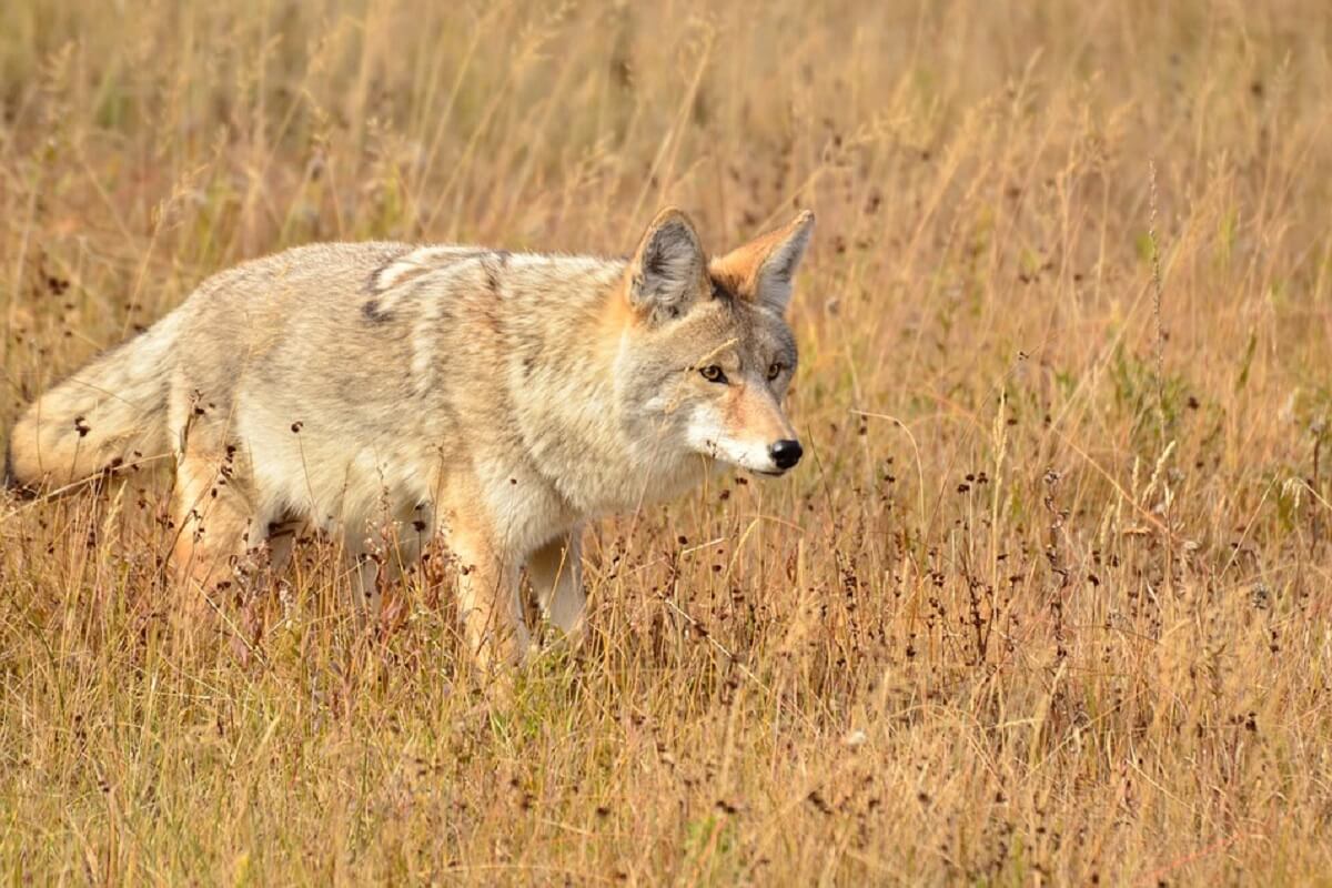 coyote