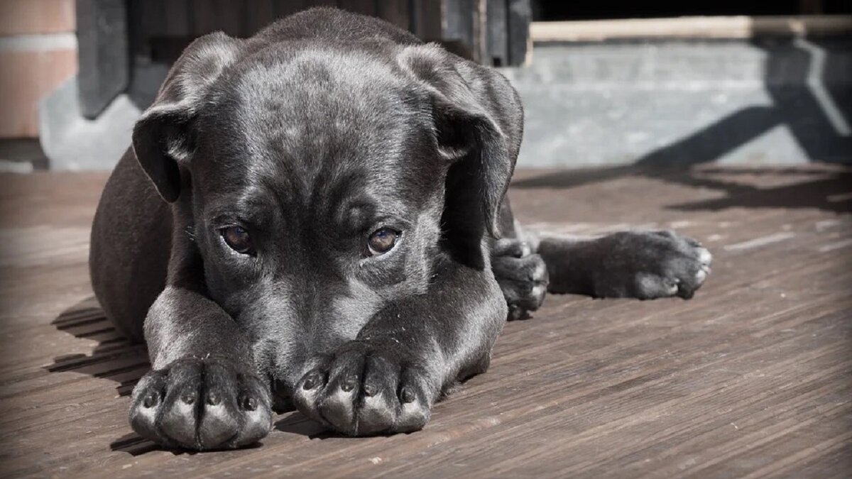 strafvordering dierenmishandeling