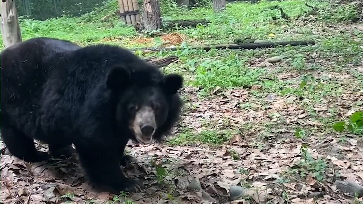 101 Aziatische zwarte beren gered