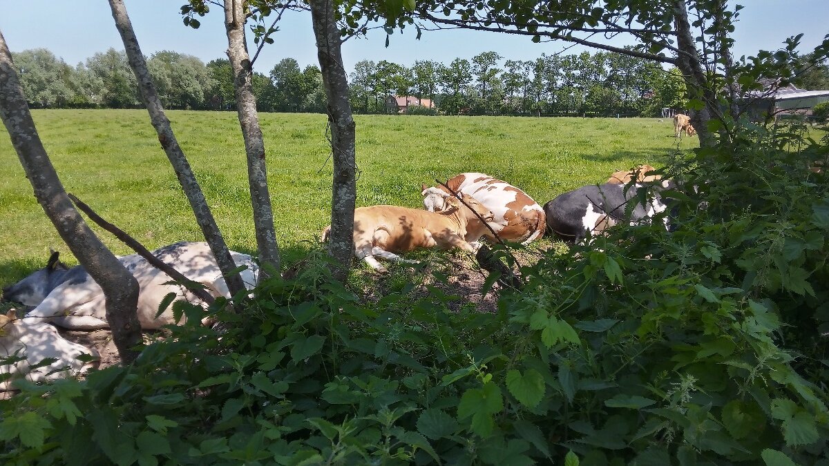 nog steeds geen hitteplan voor vee-industrie