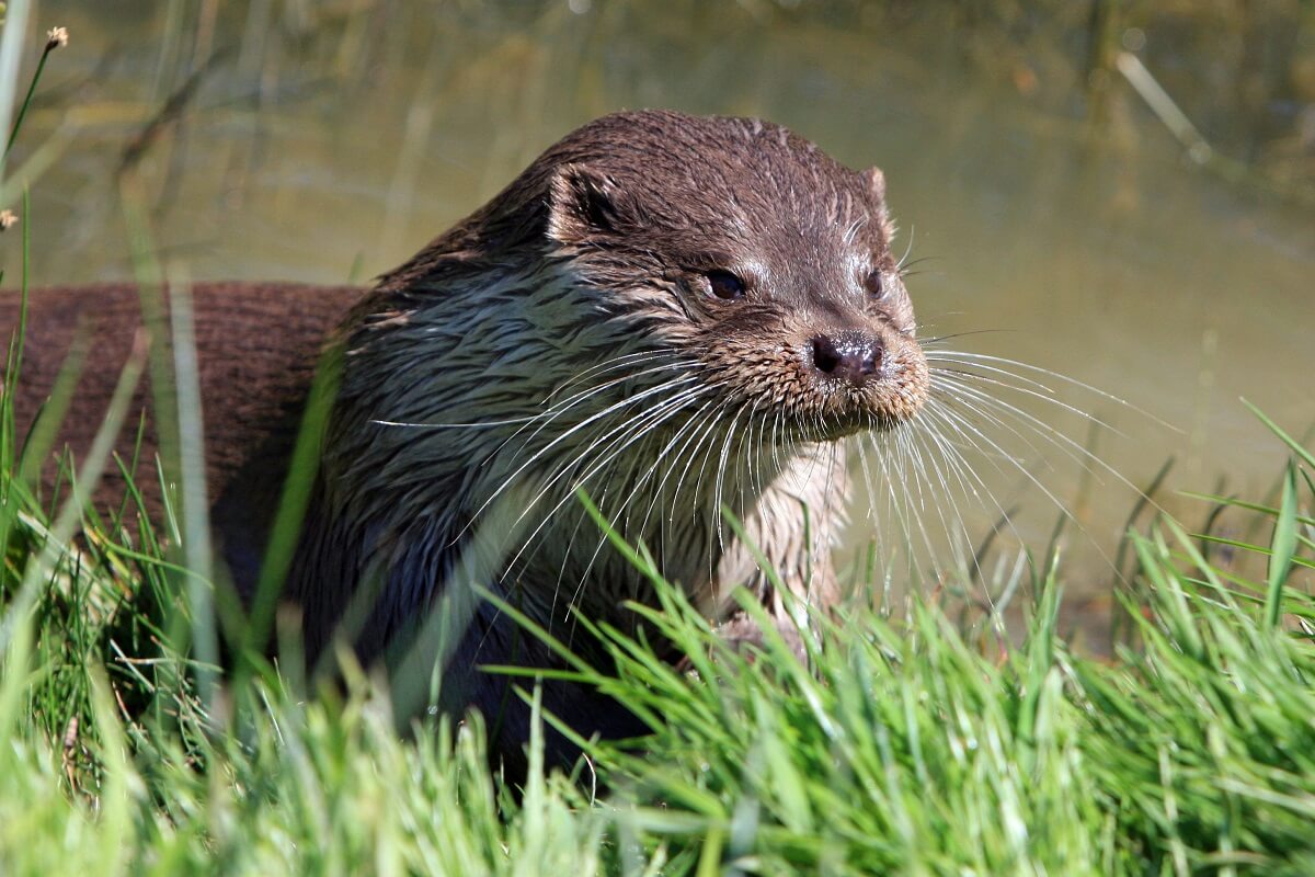 otter terug in Amsterdam