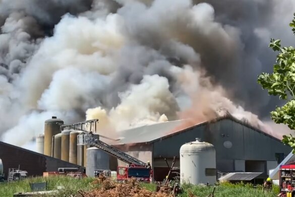 4600 varkens door door stalbrand in Nederweert