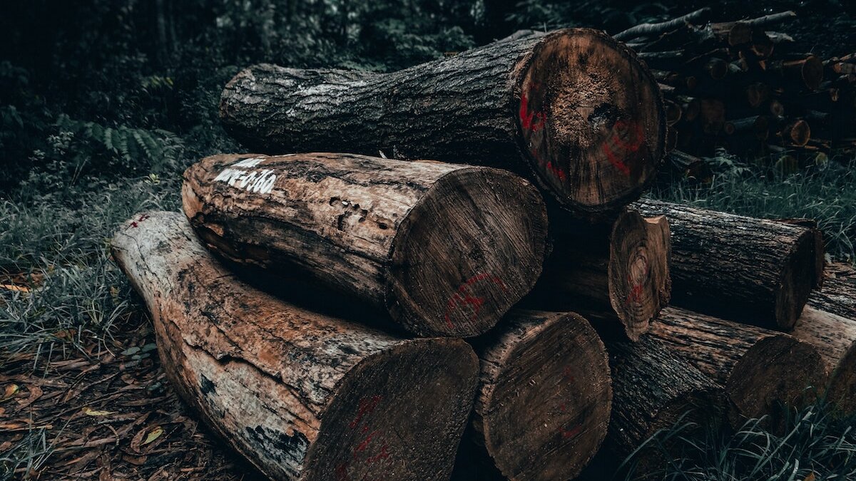 Amazonewoud zal verdwijnen