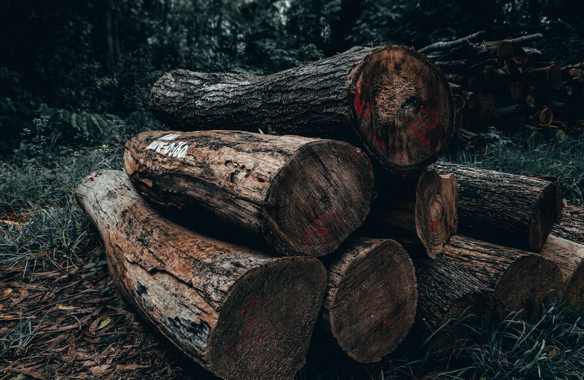 Amazonewoud zal verdwijnen