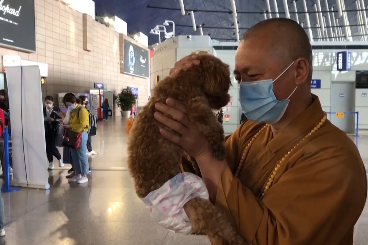 Chinese monnik redt straathonden in Shanghai