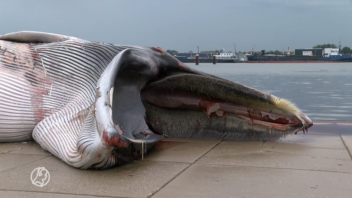 dode vinvis in Terneuzen