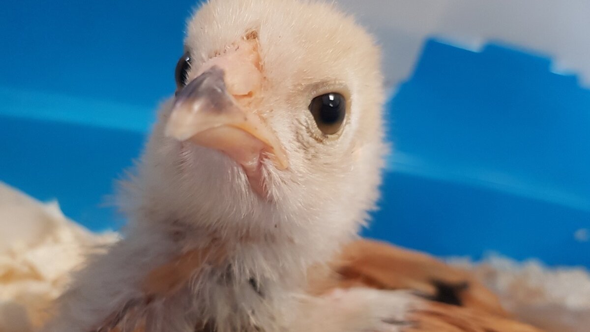 kippen gedumpt in tuin bruidspaar