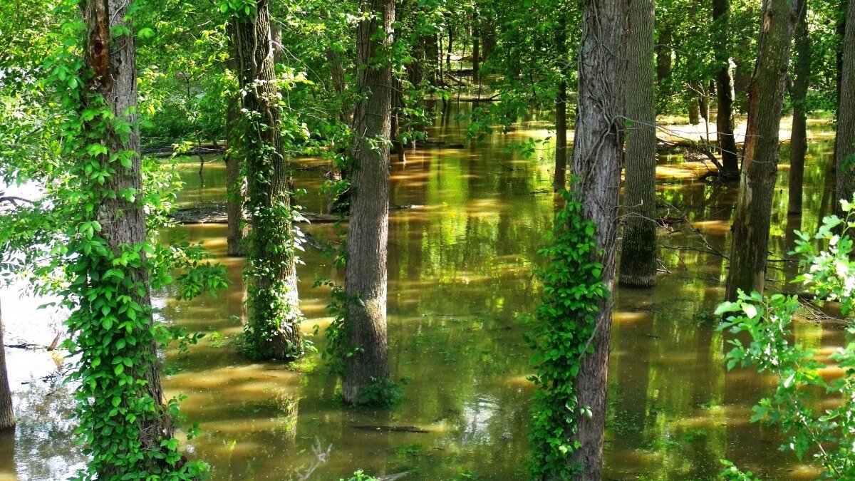 Miljoenen dieren omgekomen tijdens overstromingen