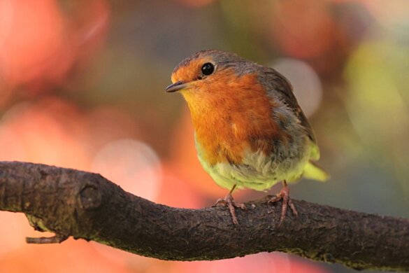 Frans hof verbiedt vogeljacht met lijmstokken