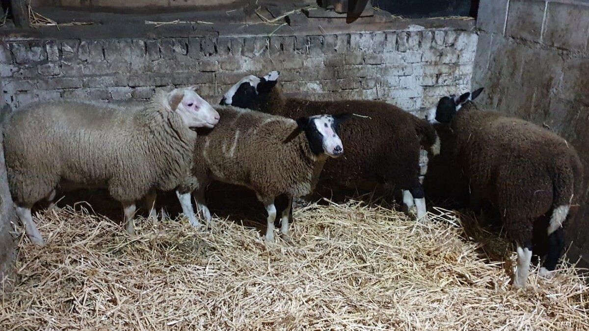 Let op illegale slacht van offerdieren