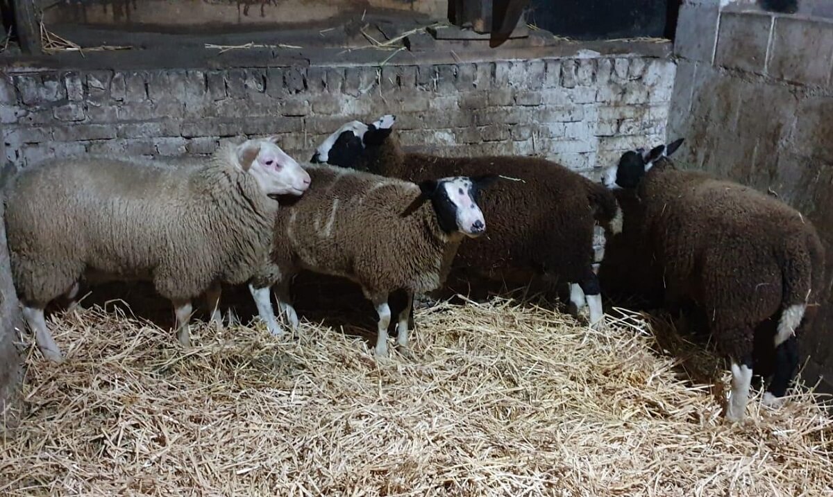 Let op illegale slacht van offerdieren