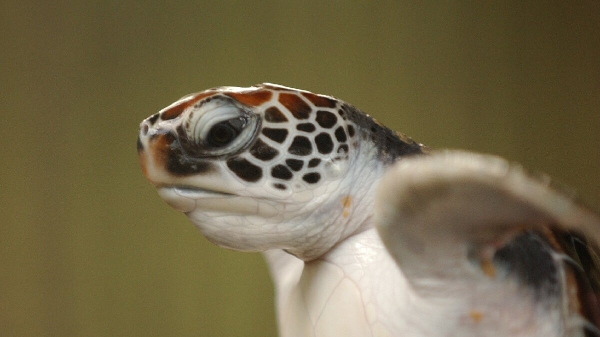 zeedieren