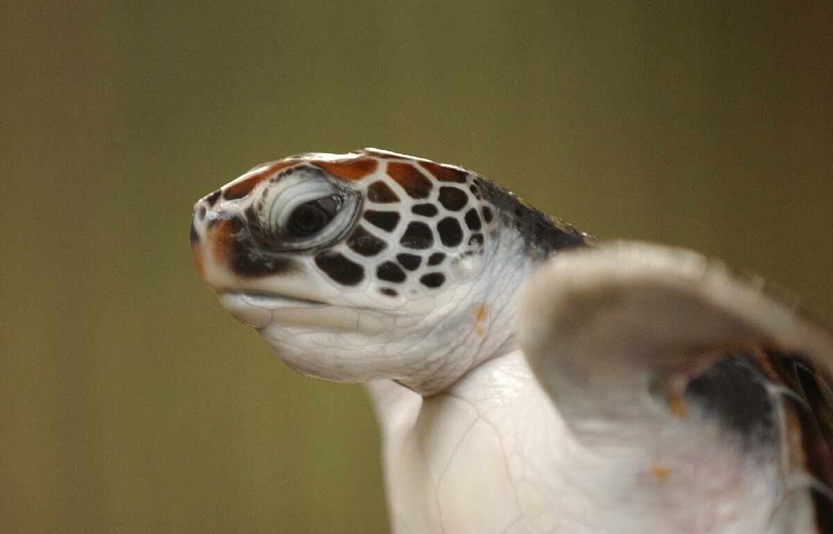 zeedieren