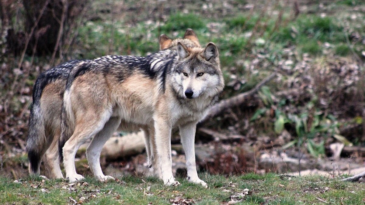 Mexicaanse wolvenpups