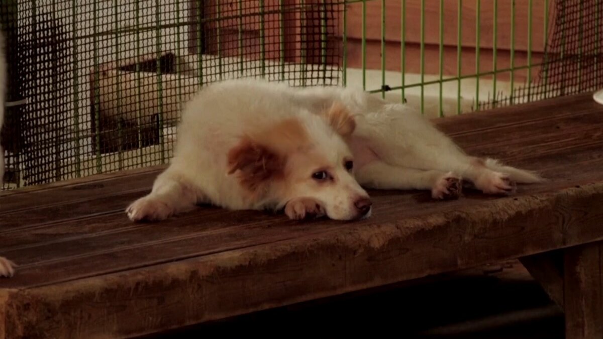 Zuid-Korea: Dier van ‘ding’ naar wezen met gevoel