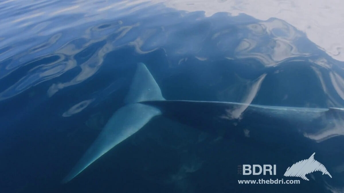 blauwe vinvis terug voor Spaanse Atlantische kust