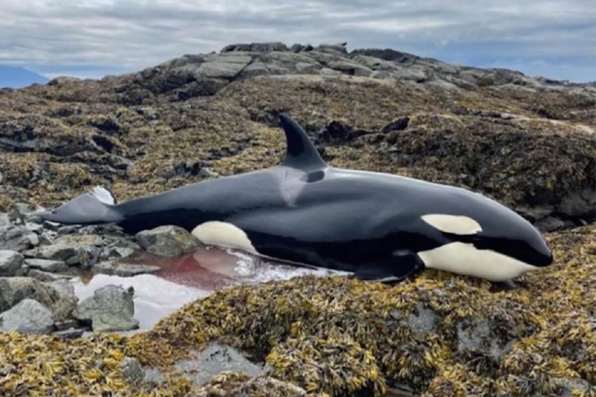 Gestrande orka in leven gehouden door zeelieden