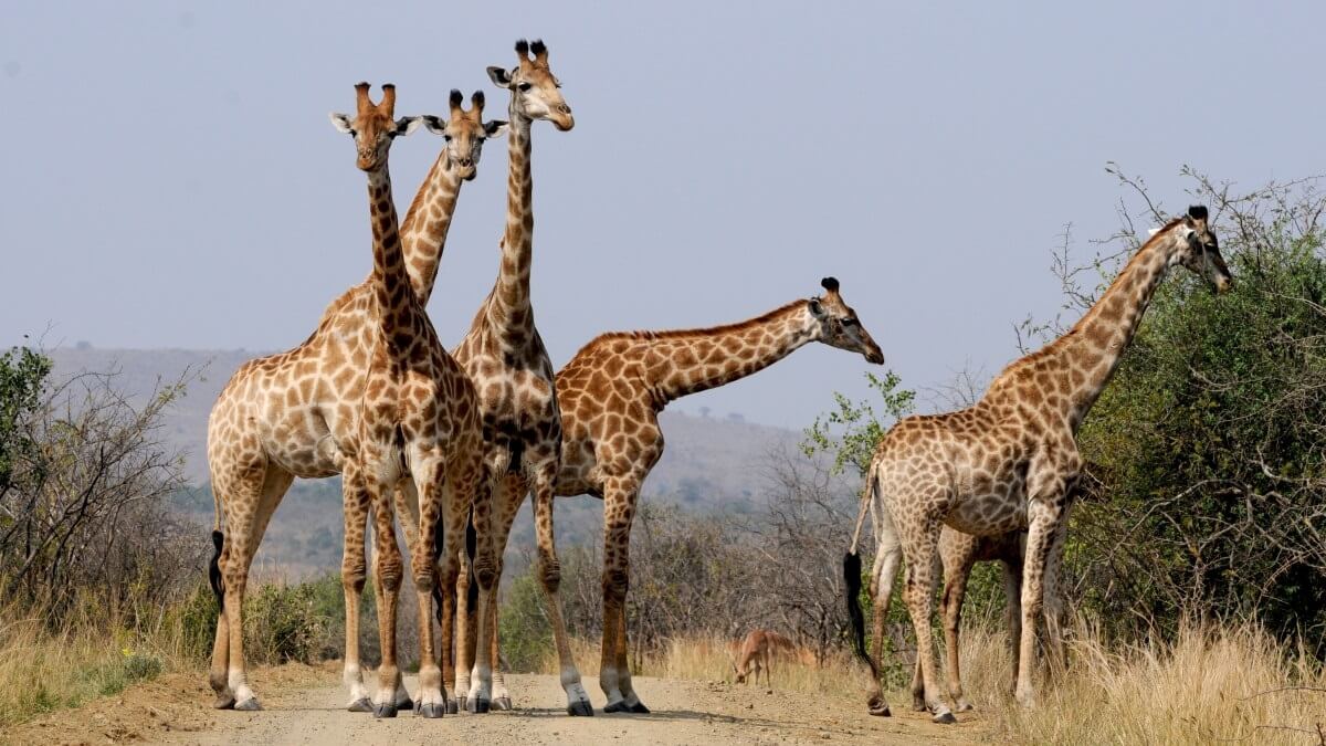 giraffen