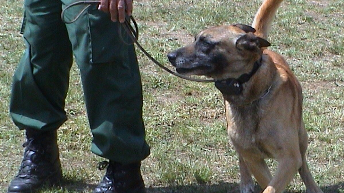 Hond met stroomhalsband