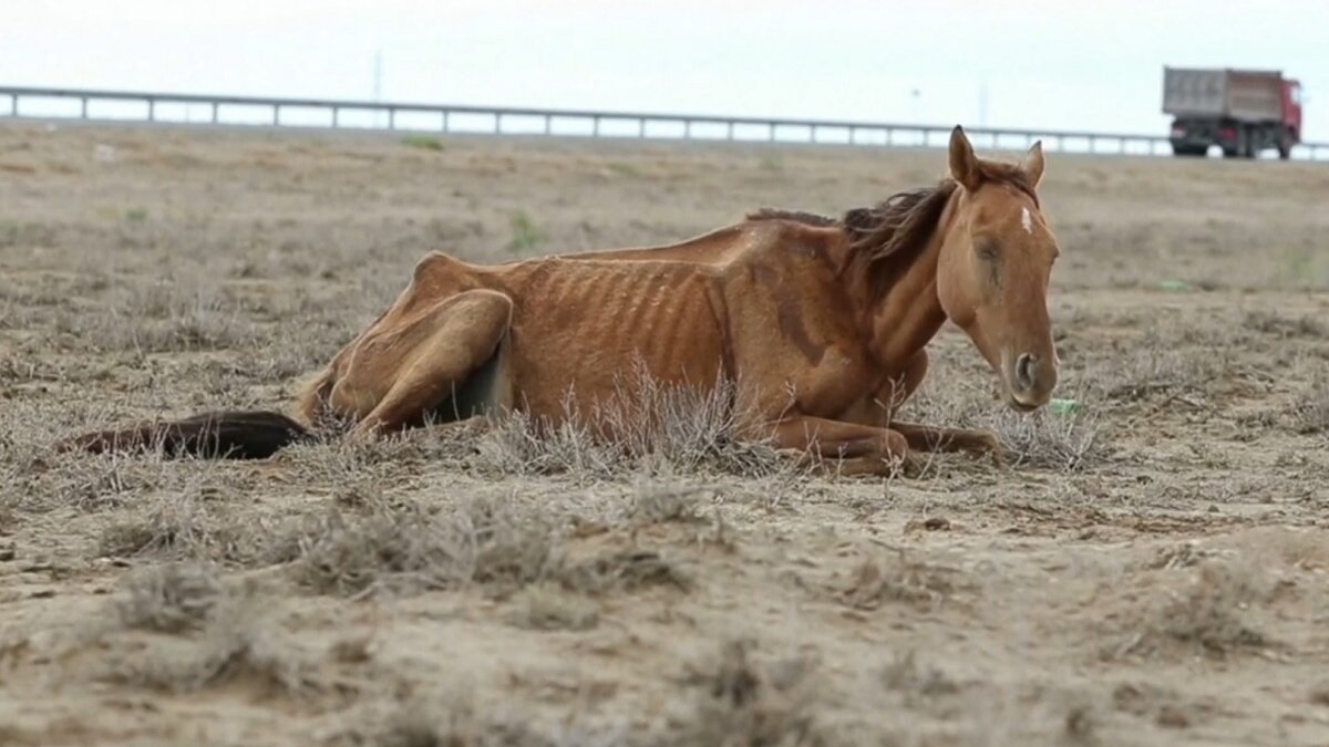Dieren sterven in Kazachstan door extreme droogte