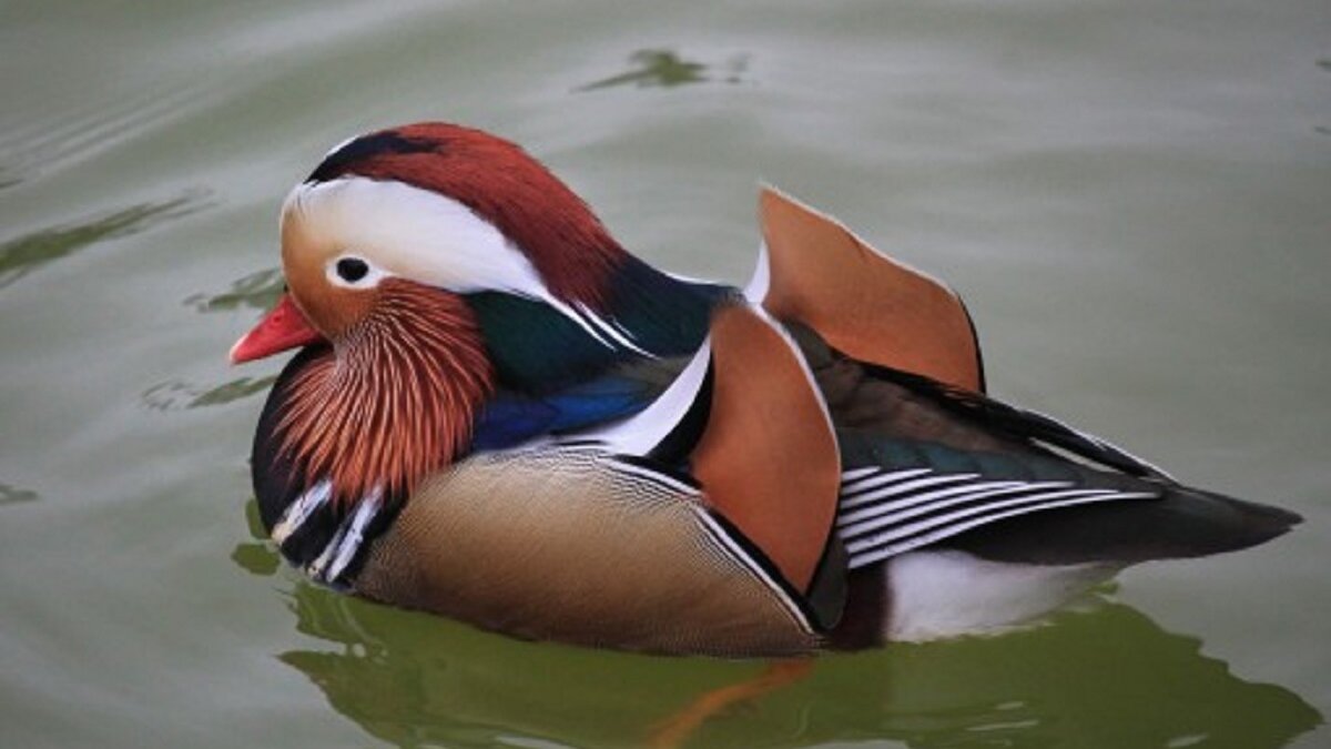665 sierwatervogels afgemaakt na uitbraak vogelgriep in Heeten