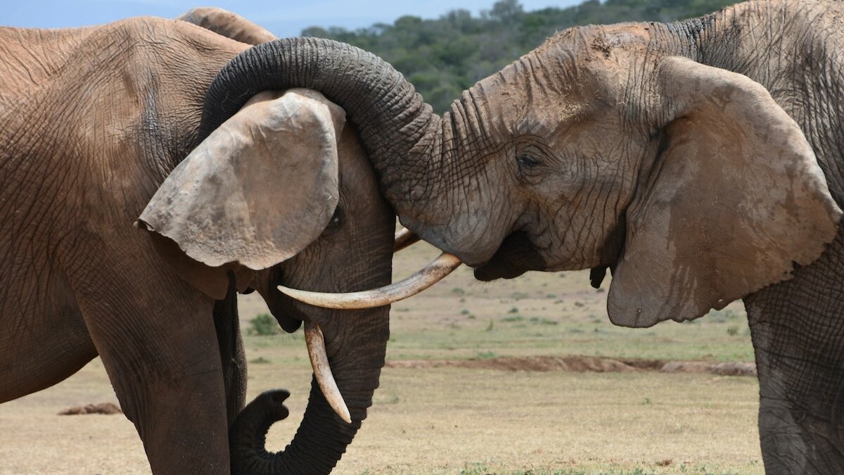 57 levende olifanten