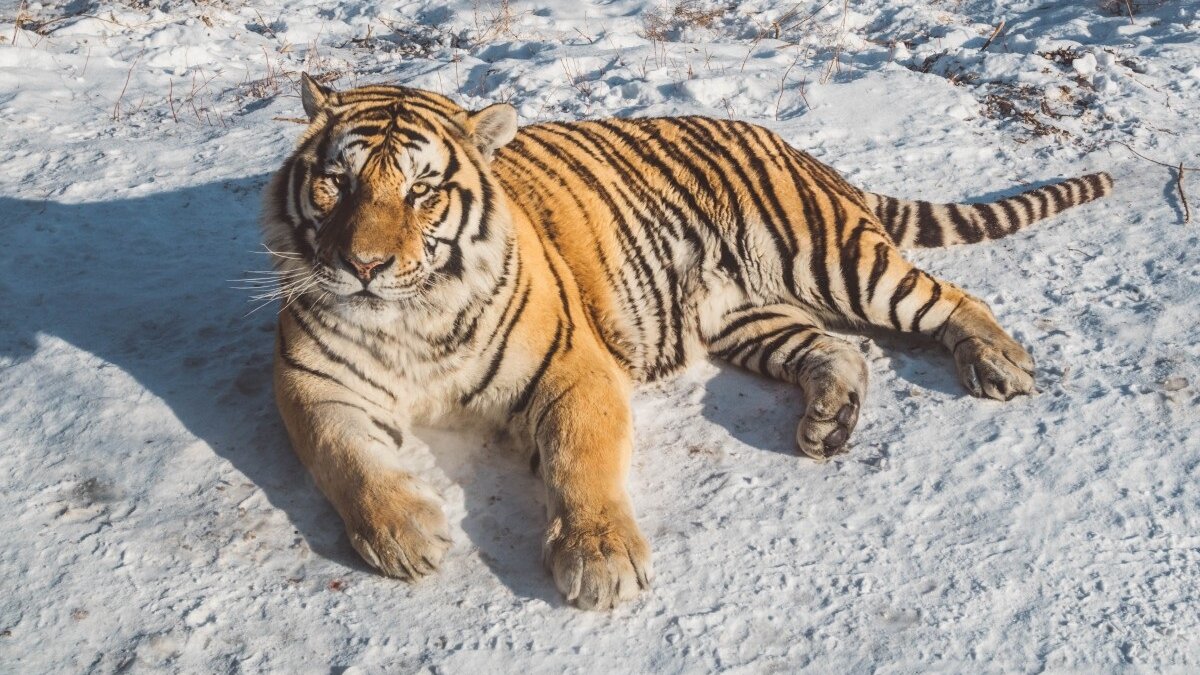 Siberische tijger