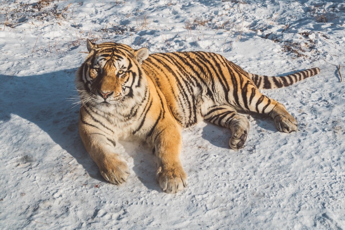 Siberische tijger