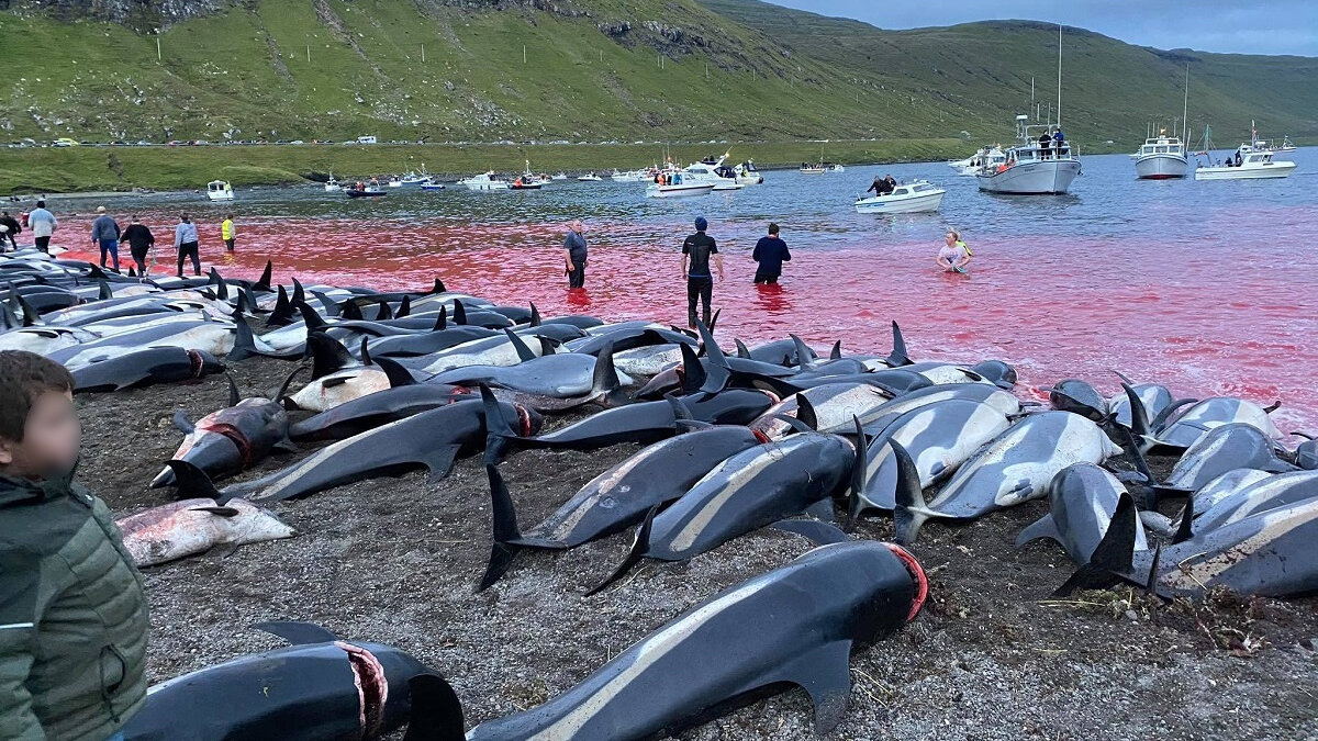 1428 dolfijnen vermoord op Faeröer-eilanden