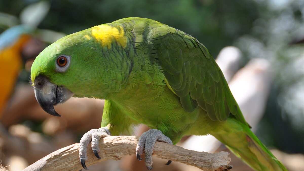 Geelnekamazone papegaai