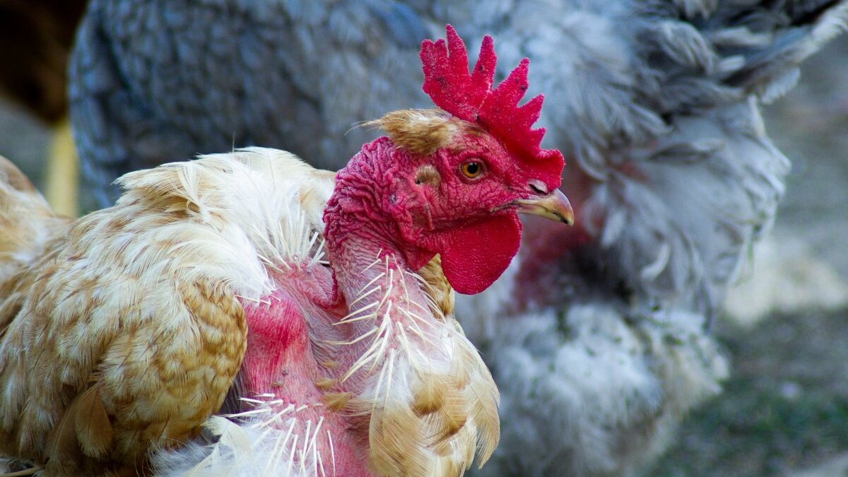 afbranden hanentenen blijft toegestaan