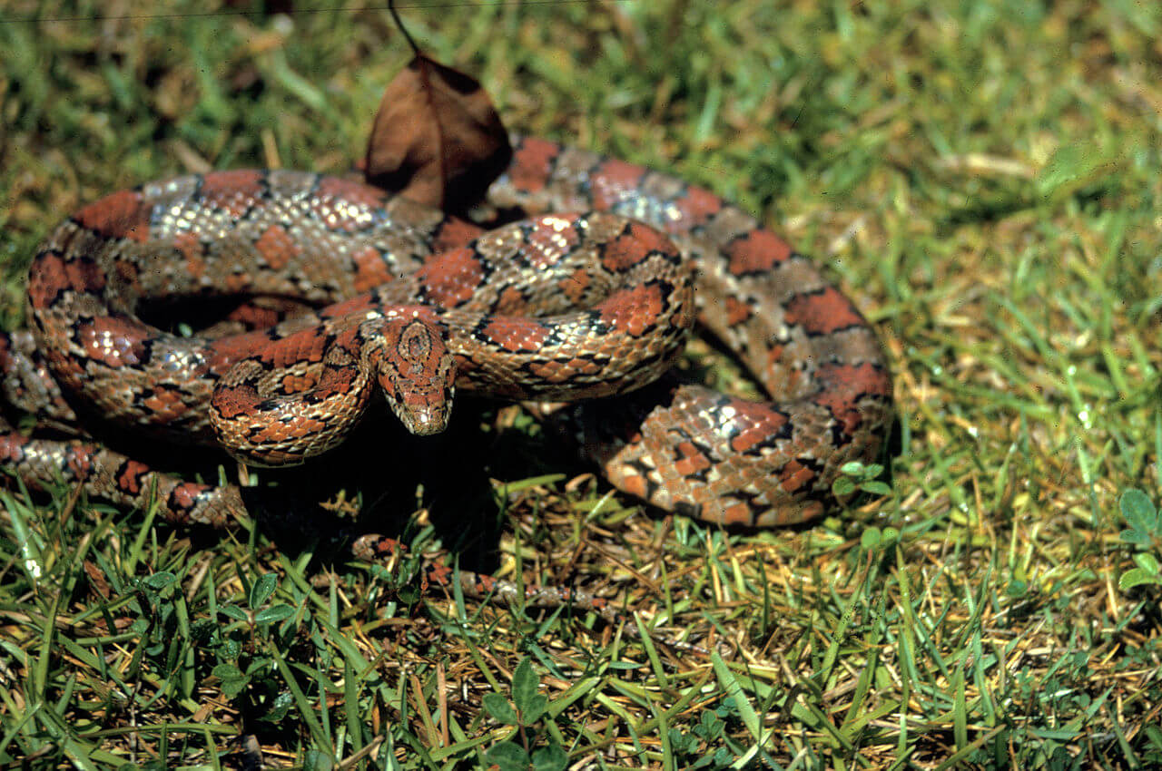 Korenslang of rode rattenslang