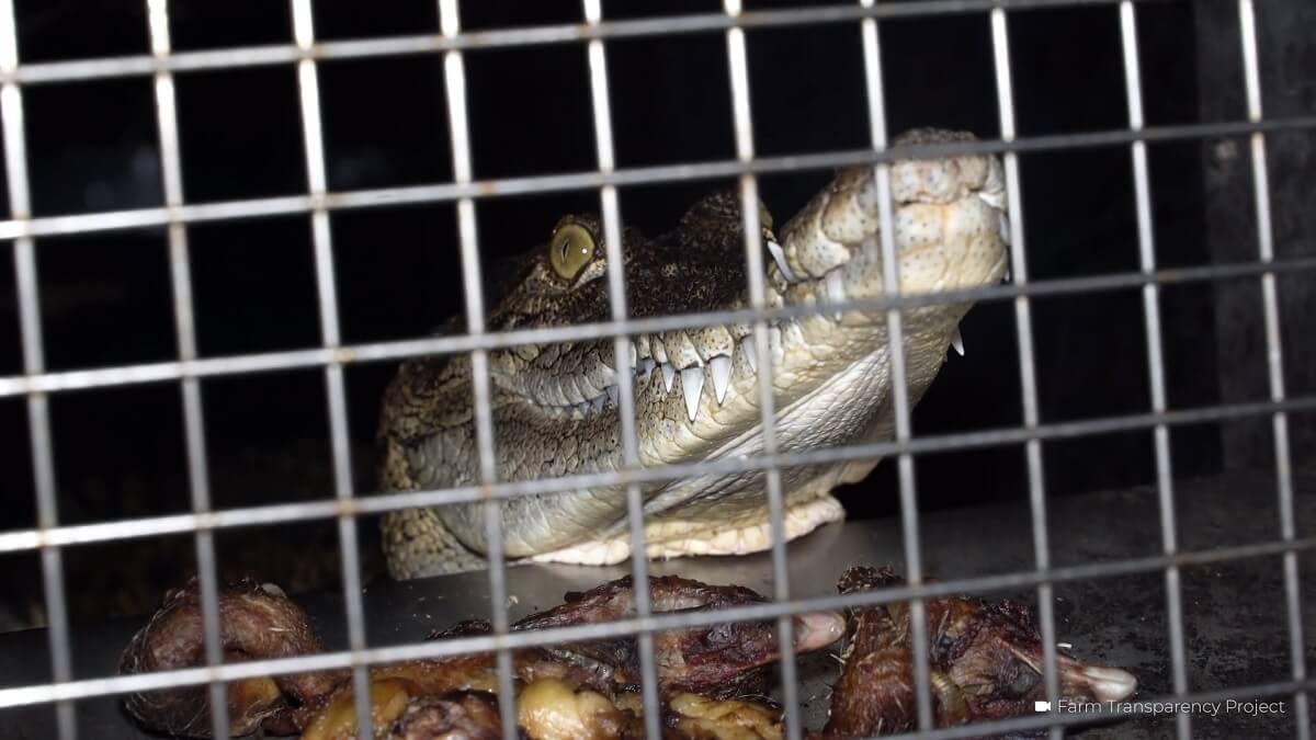 Schokkende beelden van Australische krokodillenfokkerijen voor Hermès en Louis Vuitton