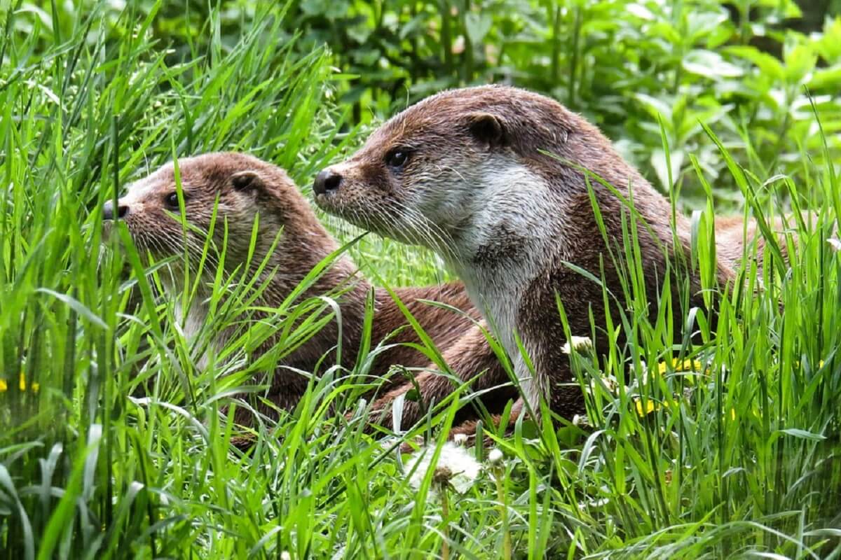 otters