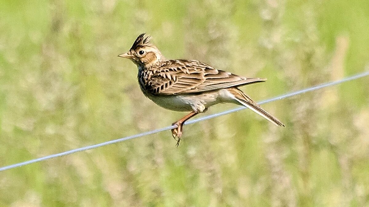 Biodiversiteit in Nederland neemt in zorgwekkend tempo af