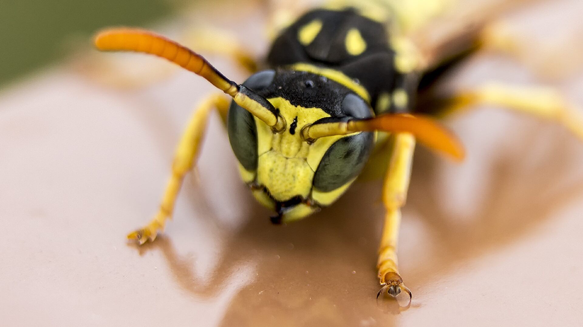 Veel minder wespen deze zomer door weersextremen