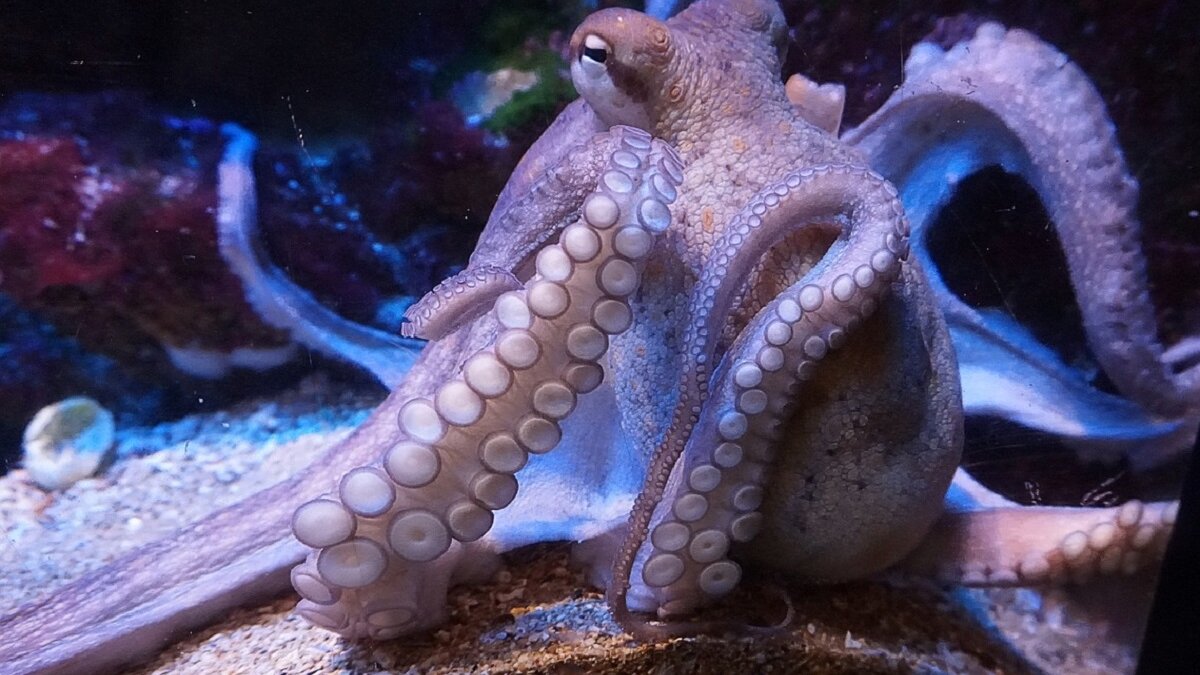 octopuskwekerij