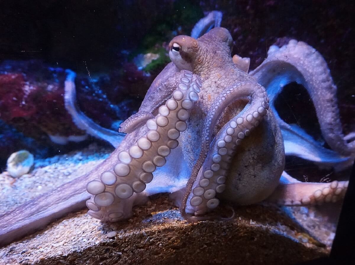 octopuskwekerij