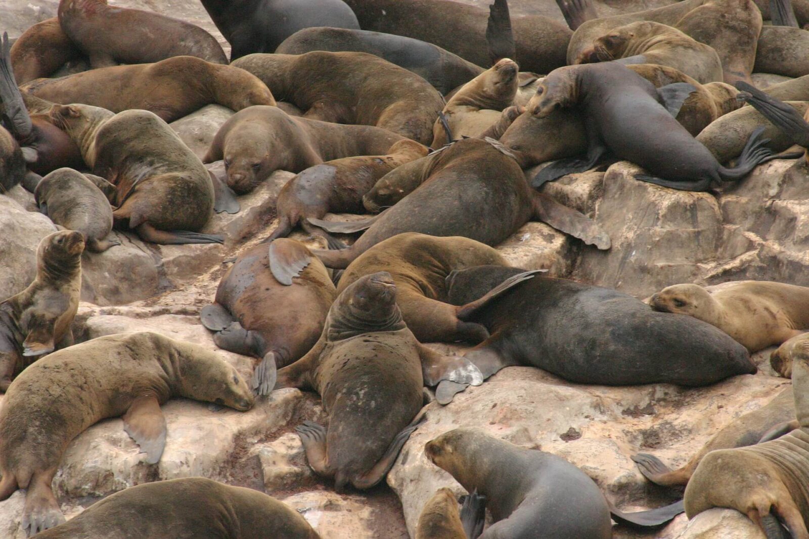 Walrussen vanuit ruimte