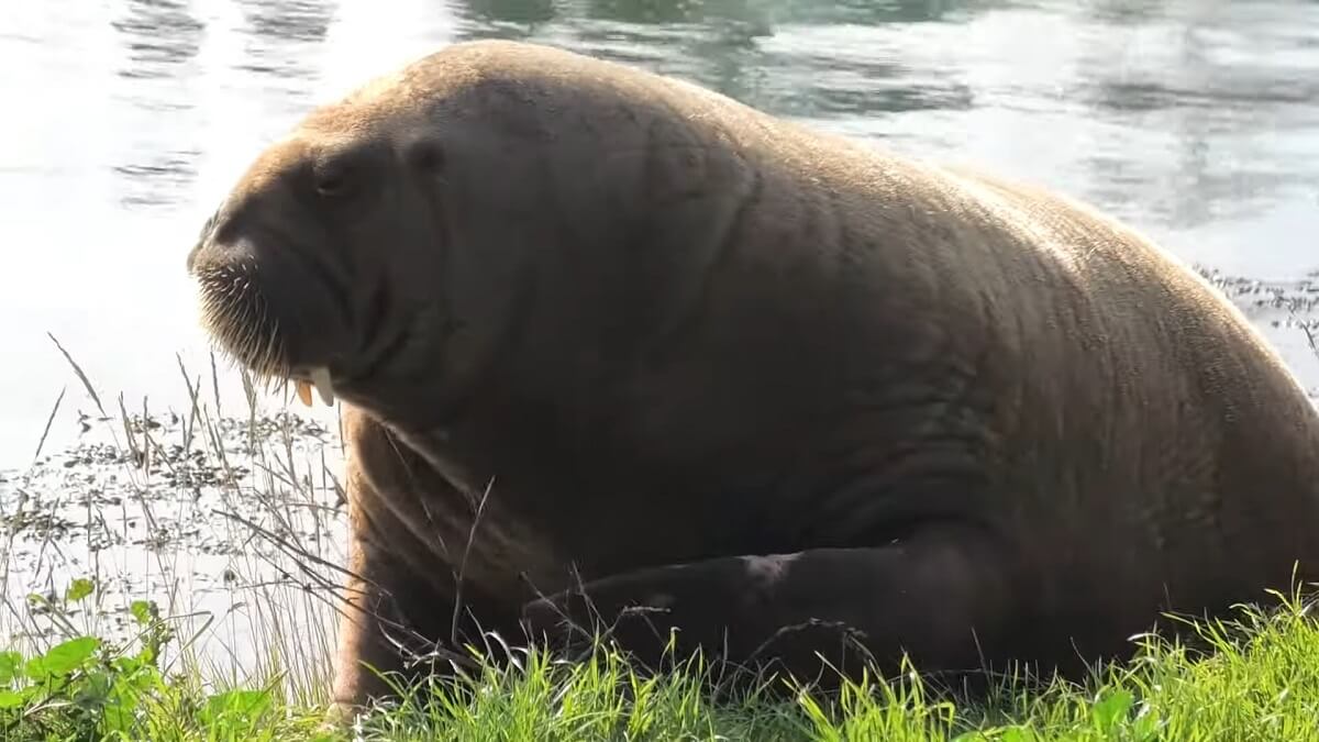 Walrus Freya op Terschelling