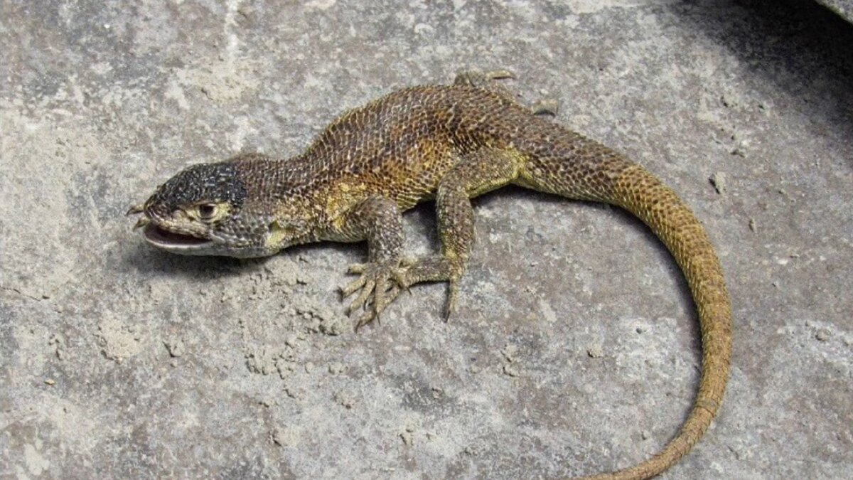 Liolaemus warjantay