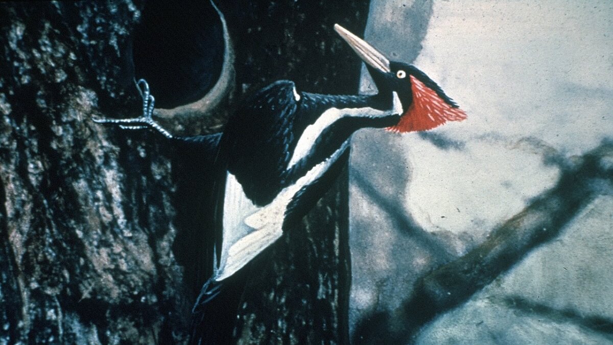 grote ivoorsnavelspecht