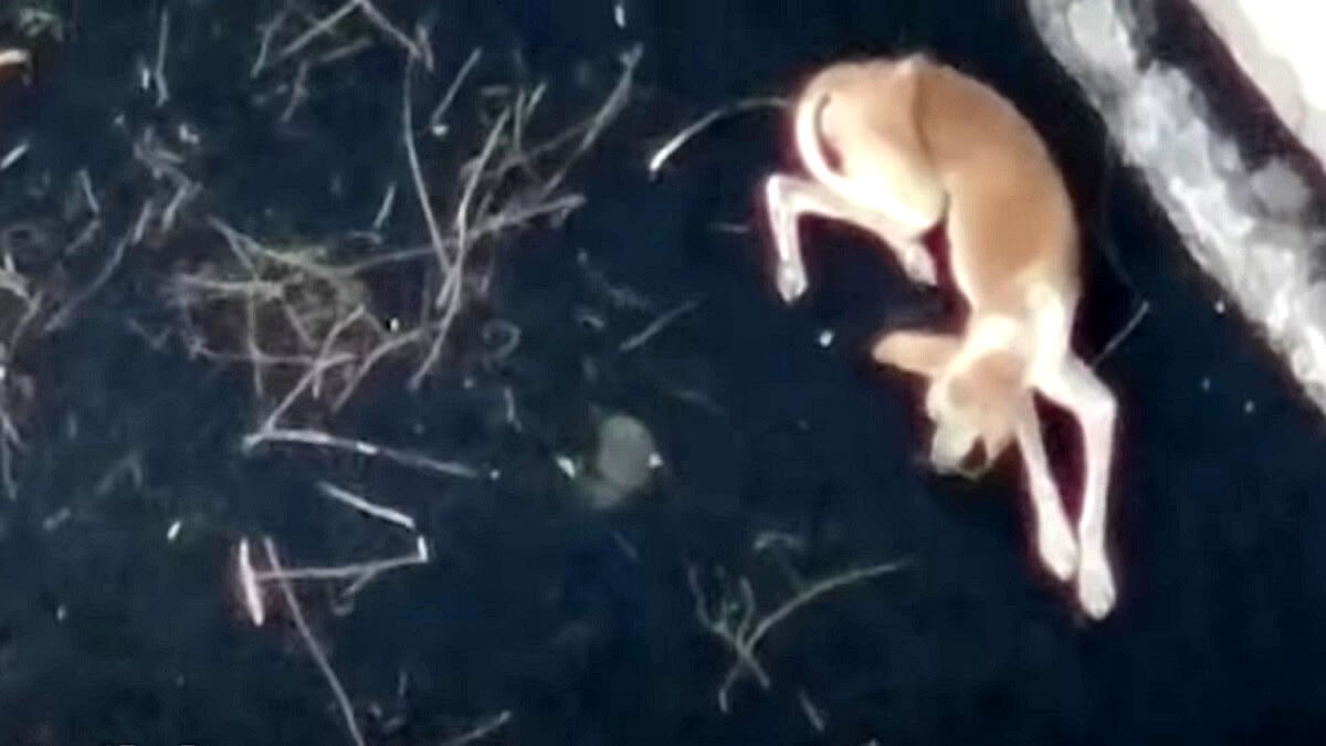 Honden La Palma krijgen voedsel en water met drone