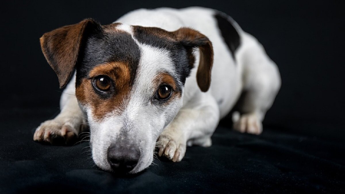 Steekpartij is ook de hond fataal geworden
