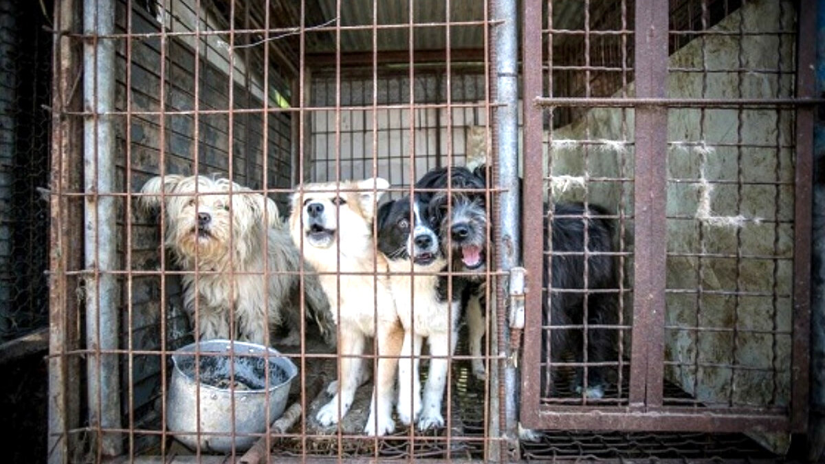 Vleeshonden in Zuid-Korea