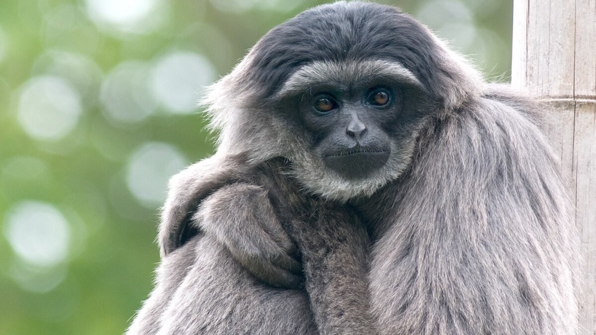 zilvergibbon