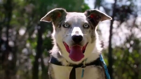 Koalaredder Bear krijgt onderscheiding