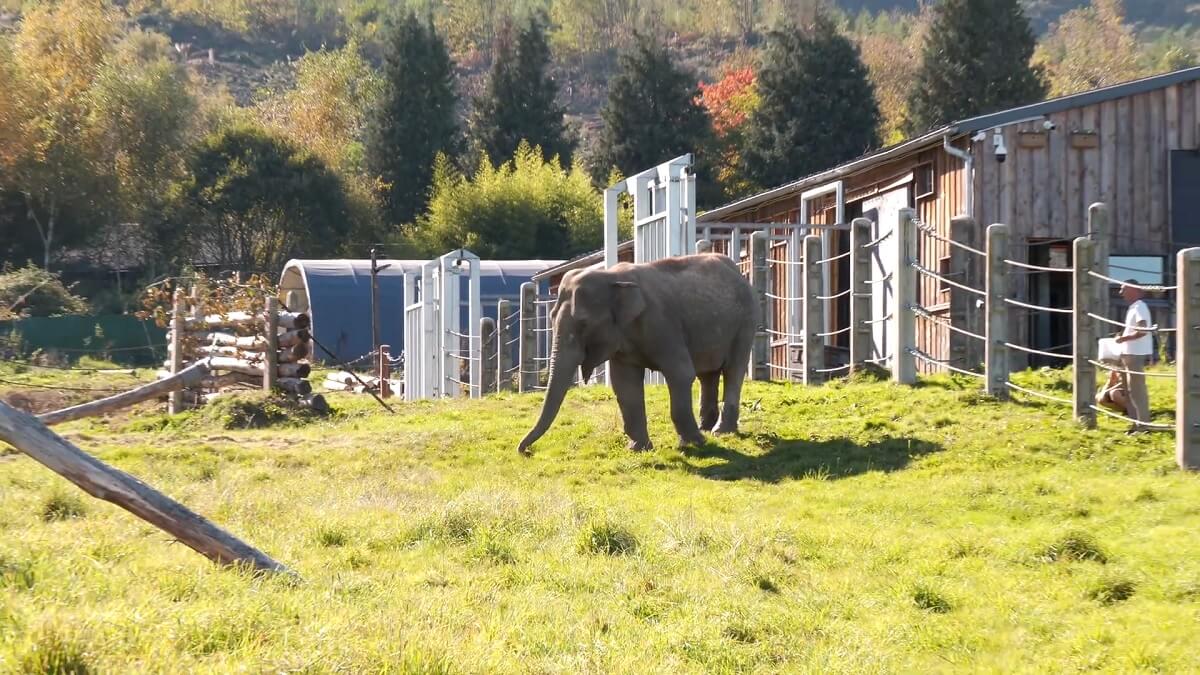 Gandhi (52) eerste bewoonster olifantenopvang Elephant Haven