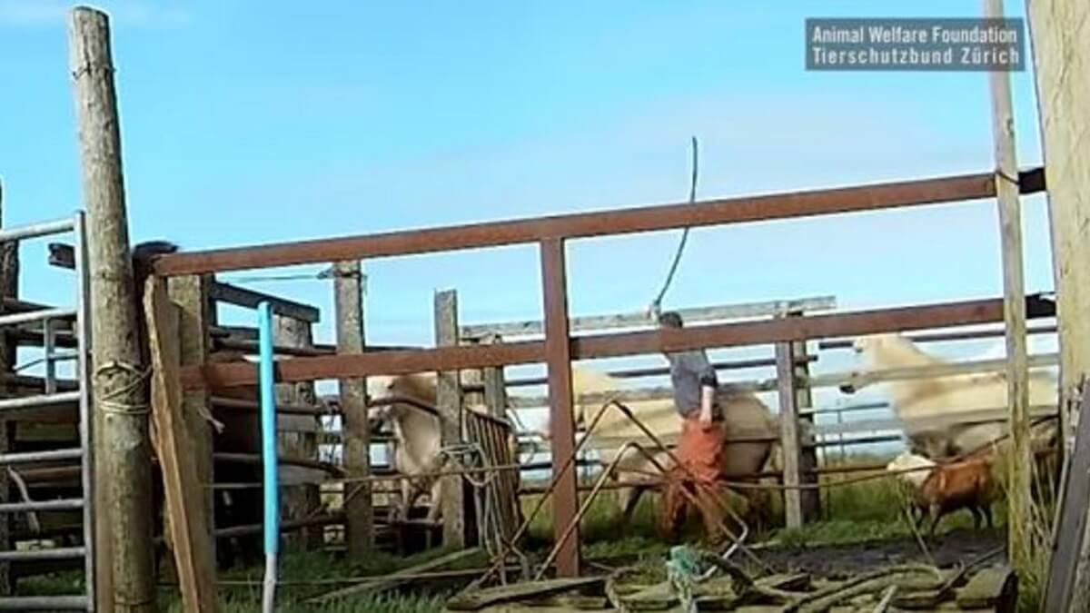 Drachtige paarden zwaar mishandeld voor hun bloed in IJsland